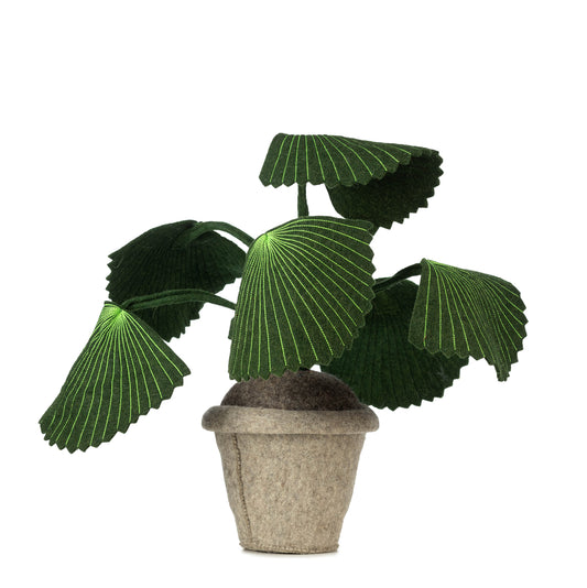 Plante Pebbe dekorationsplante